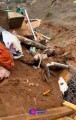 2 constructoras asesinan a 19 perros y 3 gatos con sus maquinas