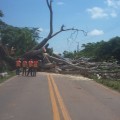 Cae árbol sobre carretera federal 200