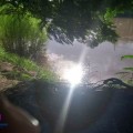 Cocodrilo ataca a hombre en la zona del puente del río Ameca
