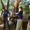 Después del caso cocodrilo VS humano, autoridades de Bahía emprenden plan de acción