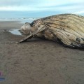 Muere ballena en playa de Nayarit