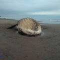 Muere ballena en playa de Nayarit