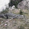 Capturan a cocodrilo en Villas Universidad