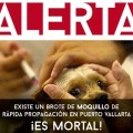 Detectan alto número de contagio de "moquillo" en perros de Vallarta