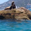 Hermoso león marino reposa en playas de Puerto Vallarta.