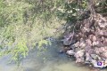 Miles de peces muertos en río Ameca