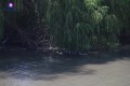 Miles de peces muertos en río Ameca