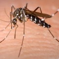 Se contradice gobierno de Jalisco respecto al uso de químico contra el dengue "caduco"