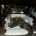 Encuentran cocodrilo muerto en Marina Vallarta.