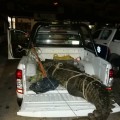 Encuentran cocodrilo muerto en Marina Vallarta.