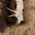 Asesinan a caninos con arma de fuego  en Nayarit
