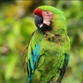 Vente volando a observar aves a Puerto Vallarta, colores vivos en el follaje de la selva