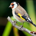 Vente volando a observar aves a Puerto Vallarta, colores vivos en el follaje de la selva