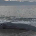 Varamiento de 2 crías de ballena jorobada en Puerto Vallarta.