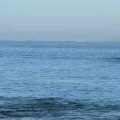 Varamiento de 2 crías de ballena jorobada en Puerto Vallarta.