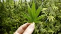 Publicado el Reglamente del uso medicinal del Cannabis