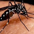 Inicia la campaña de sensibilización ¡Aguas con el dengue en casa!