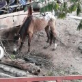 Solicitan donaciones en especie para caballo en pésimas condiciones