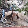 Solicitan donaciones en especie para caballo en pésimas condiciones