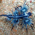 Reportan presencia de “Dragones Azules” en playas de Vallarta