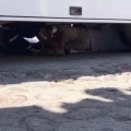 Quedó atrapado bajo el camión.