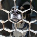 Perros buscan familia en el Centro de Transferencia Canina del Metro