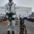 Binomios caninos listos para apoyar el caso de desastre