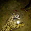 Jaguar muerto causa indignación en redes sociales