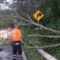 Carretera Federal 200 con árboles caídos.