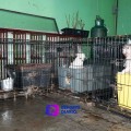 31 peludos rescatados de un criadero clandestino en Ecatepec