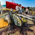 66 torneo internacional de pesca marlyn atún puerto Vallarta