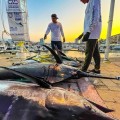 66 torneo internacional de pesca marlyn atún puerto Vallarta