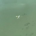 Acuatiza aeronave en Lago de Chapala