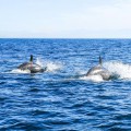 Avistamiento extraordinario de orcas deslumbra a la comunidad