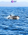 Avistamiento extraordinario de orcas deslumbra a la comunidad