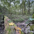 Bosque del Maple, un lugar de fantasía 