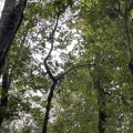 Bosque del Maple, un lugar de fantasía 