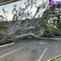Caída de árbol causa daños en vehículos y estructuras en estacionamiento de La Comer