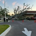 Caída de árbol causa daños en vehículos y estructuras en estacionamiento de La Comer