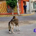 Capturan lobo que deambulaba por las calles de  Aragón en la CDMX