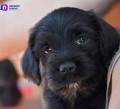Celebremos a nuestros amigos en el “Día Mundial del Perro Adoptado”