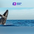 Comienzan a llegar las ballenas a Puerto Vallarta