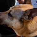 ¡Conoce a Gómez!, un perrito que fue atropellado y abandonado a su suerte