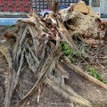 Derriban y destruyen 492 palmeras en la CDMX