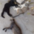 Desalmados matan a 6 gatitos y un perrito