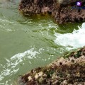 Detectan presencia de “marea verde” en la bahía