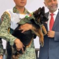 El cachorro turco-mexicano se llama Arkadas