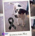 El perrito Max perdió la vida luego de recibir varios disparos