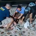 Empleados de Vallarta Adventures rescatan a venado herido