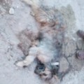 Envenenan mascotas en Ixtapa